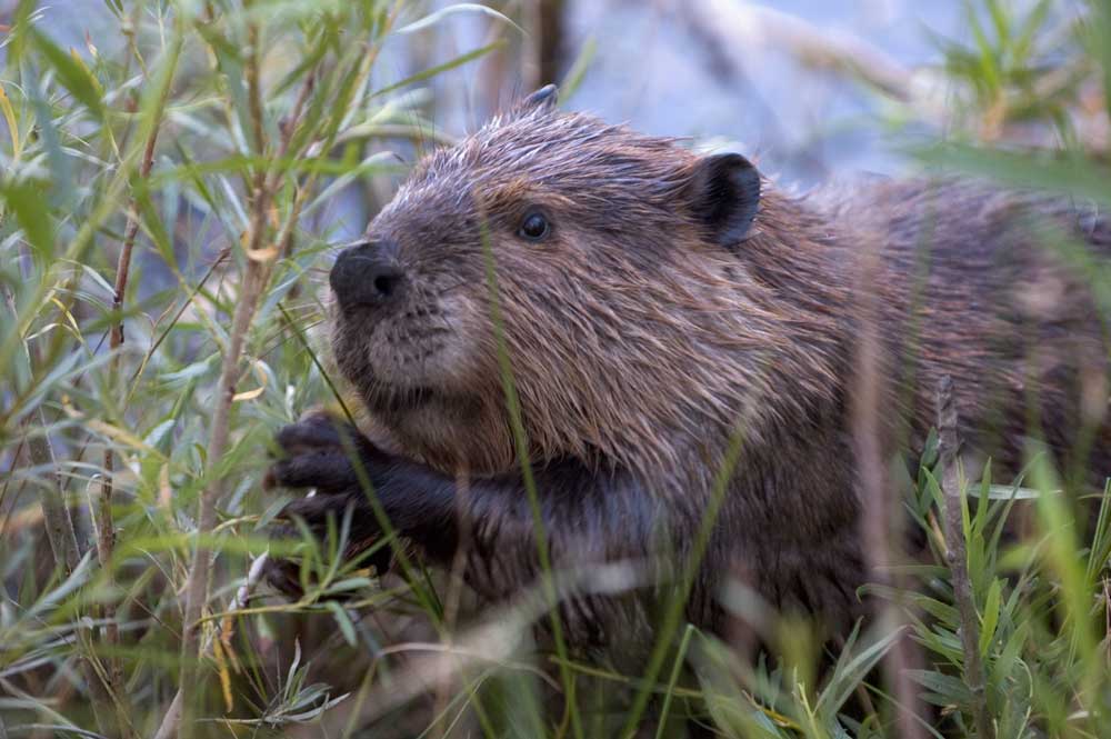 La amenaza de las especies exóticas invasoras en Chile